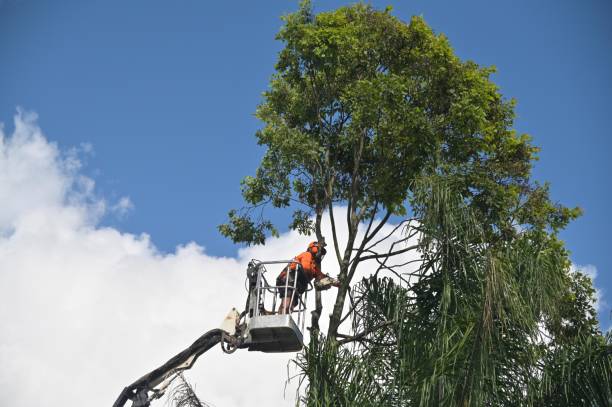 Trusted Foscoe, NC Tree Removal Services Experts