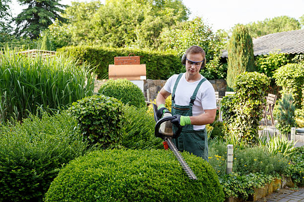 How Our Tree Care Process Works  in  Foscoe, NC